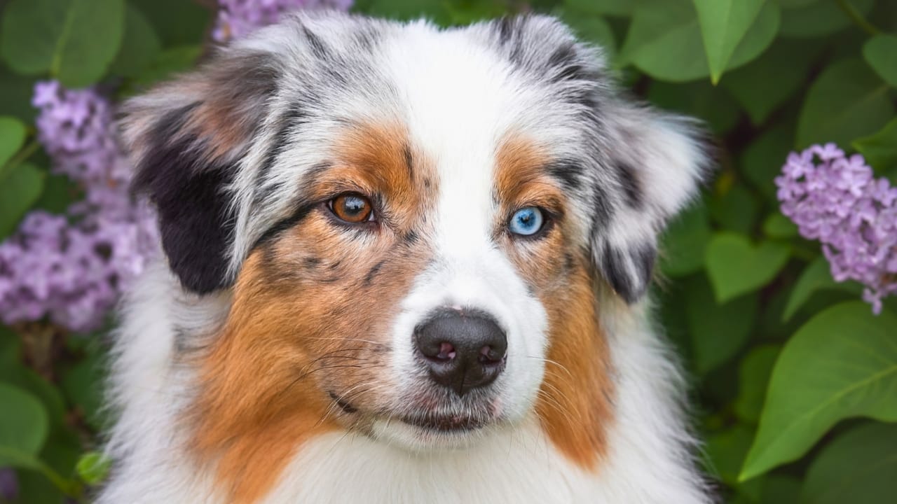 10 Dog Breeds with the Most Beautiful Eyes - australian shepherd dog ss2296744285 1