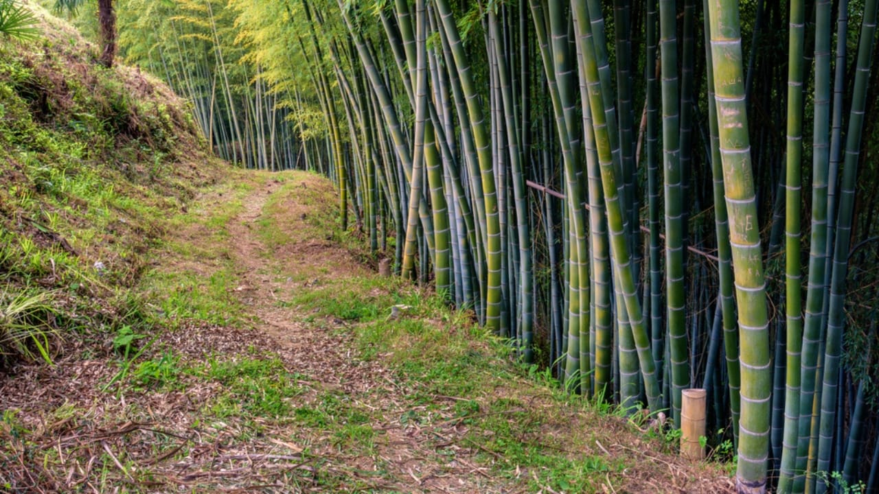 15 Destructive Plants That Can Wreak Havoc on Your Property - bamboo forest georgia ss1773971189