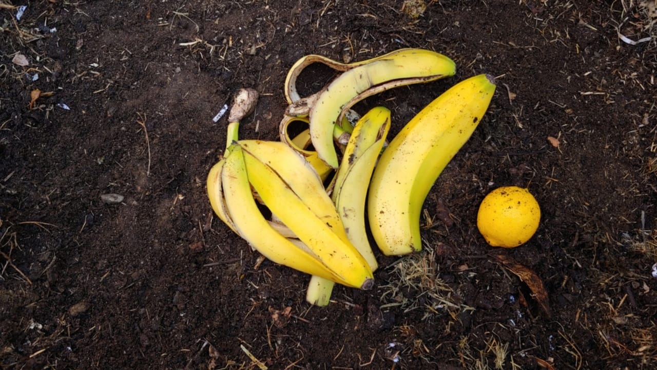 10 Ways to Use Banana Peels in Your Garden - banana peel ss1578024772