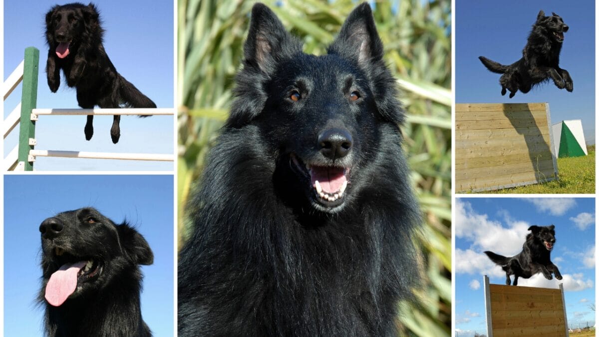 10 Signs Your Dog is a Genius - belgian sheepdog dp2361696