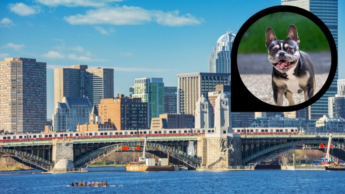15 American Cities With the Cutest Dogs - boston massachusset ss636116774 dp475314580