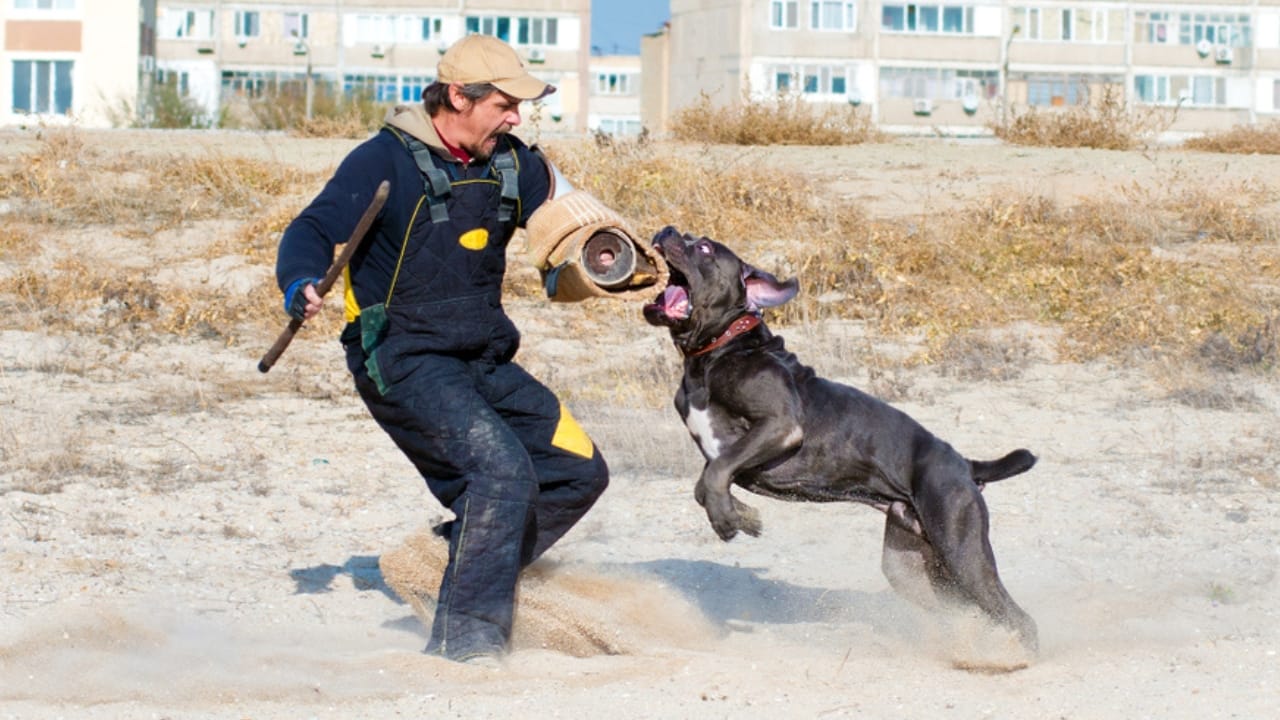 Debunking the Top 10 Cane Corso Myths - cane corso dog biting man ss1284102487