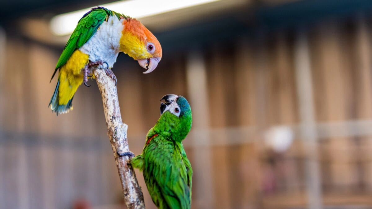 The Lazarus Effect: Could These 15 Extinct Creatures Walk the Earth Again? - carolina parakeet dp247499906