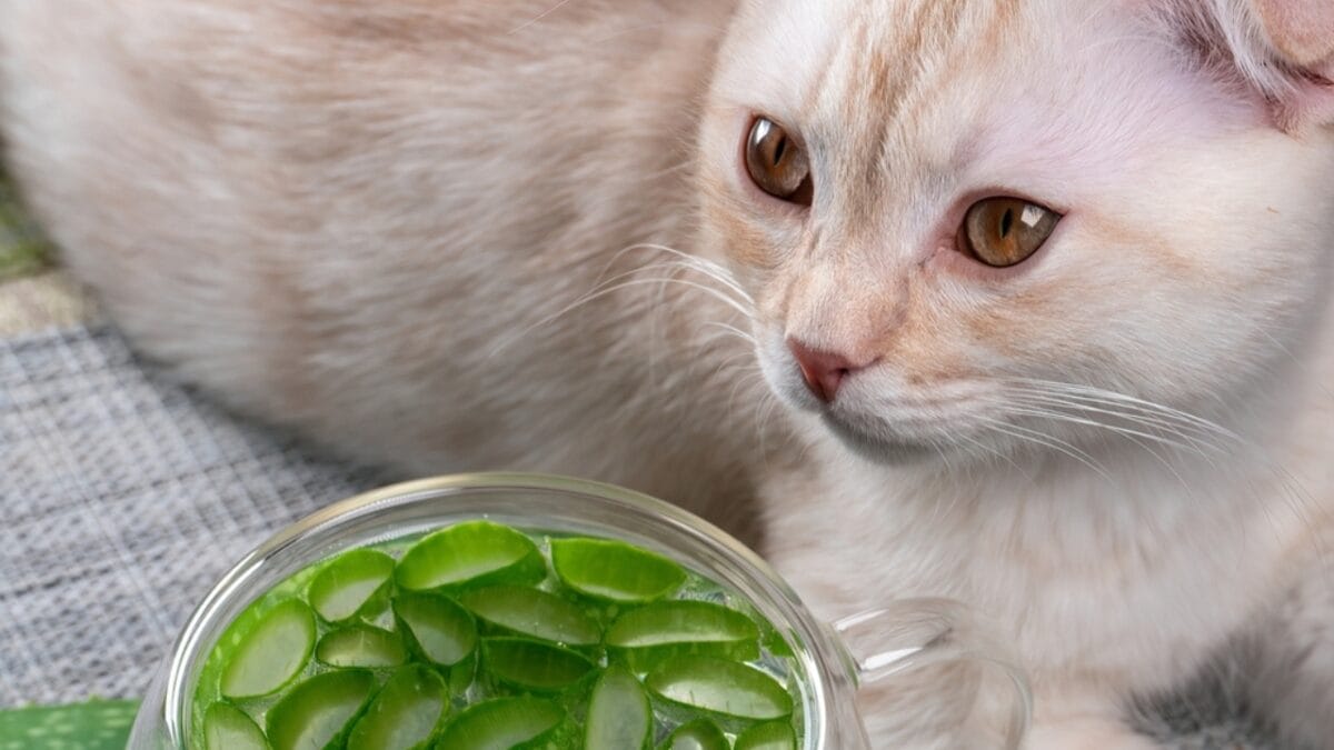 15 Ways to Calm Your Cat's Itchy & Irritated Skin - cat aloe vera ss2264538331