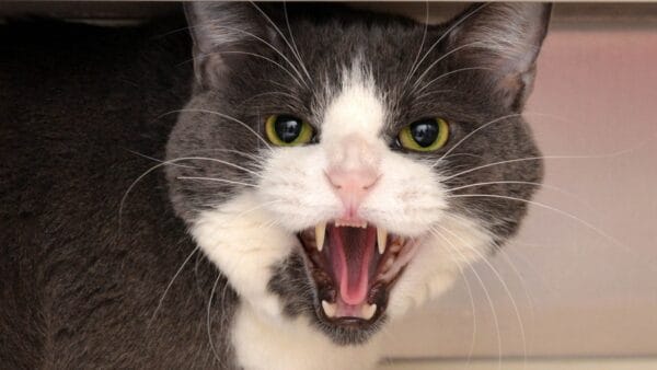 Stunning Helping A Scared Cat Feel Safe image