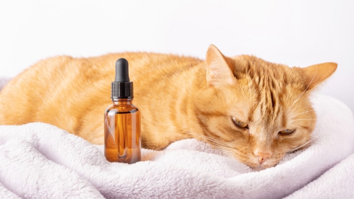 15 Ways to Calm Your Cat's Itchy & Irritated Skin - cat coconut oil ss1976924624