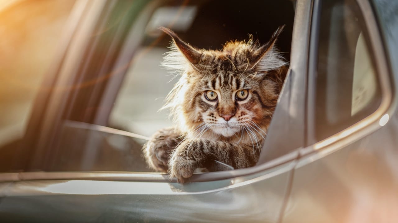 Cats are Smarter Than We Think They Are - cat inside car ss2011951598