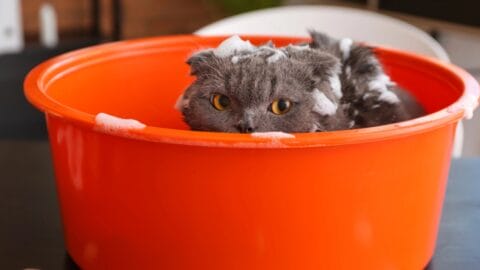 Picture of 15 Ways to Calm Your Cat's Itchy & Irritated Skin