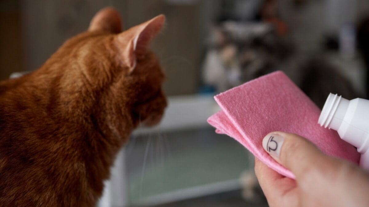 15 Ways to Calm Your Cat's Itchy & Irritated Skin - cat with apple cider ss2273965417
