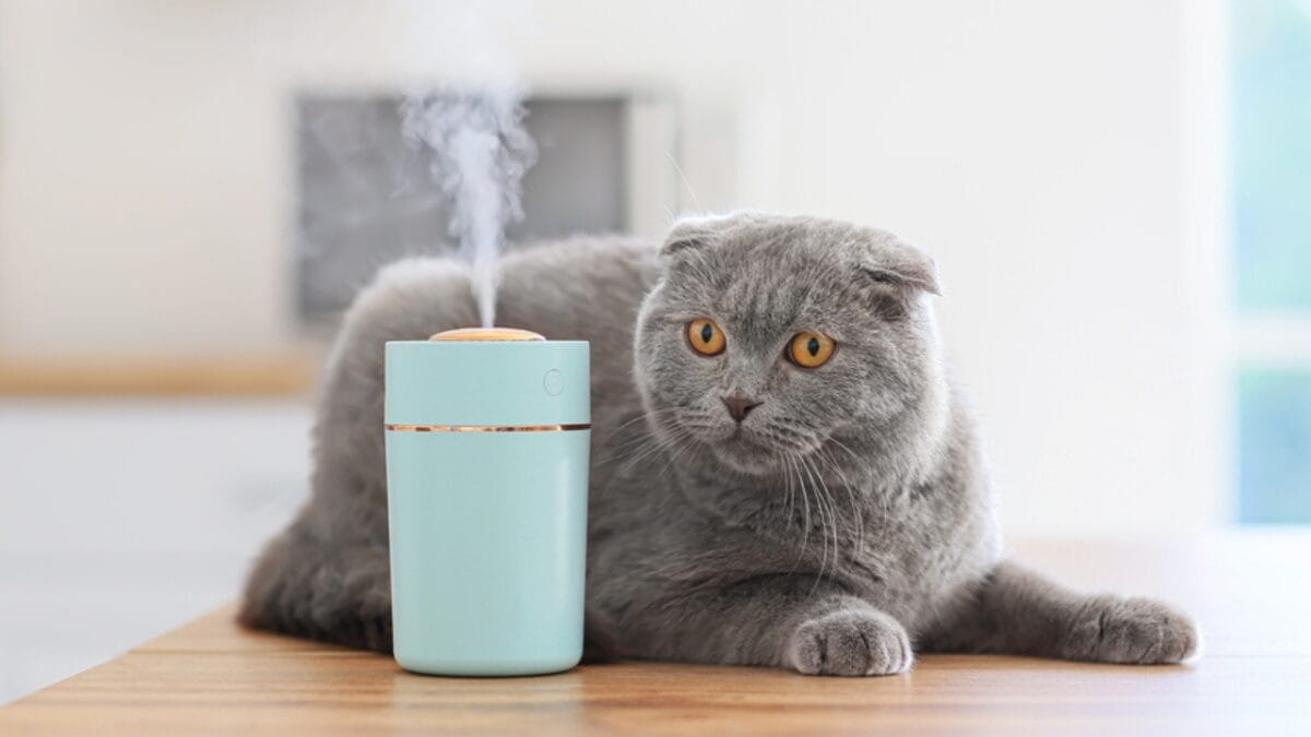 15 Ways to Calm Your Cat's Itchy & Irritated Skin - cat with humidifier dp506861418