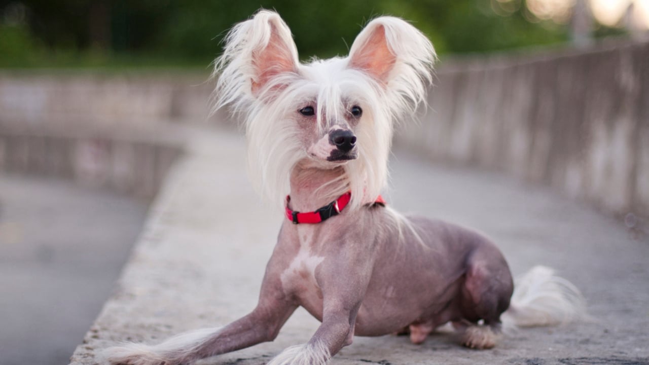 These 13 African Dogs Prove Beauty Comes From Resilience - chinese crested dog ss1582767196