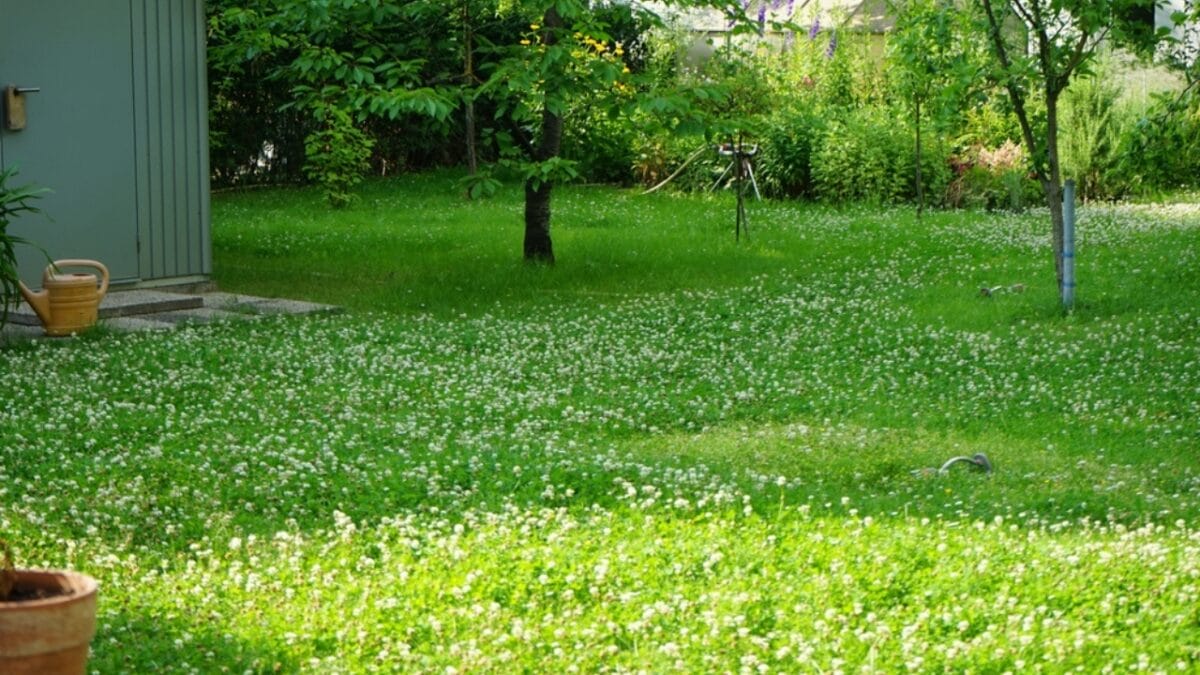Forget Grass: 5 Reasons Micro Clover Lawns are the New Standard - clover lawn bloom ss2321956229