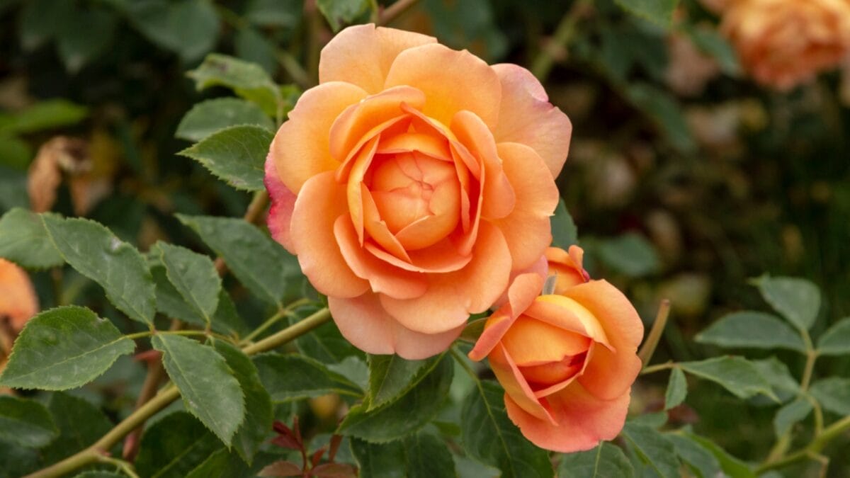 15 Perfect Flowers for Each Anniversary Milestone - coral rose dp428996206