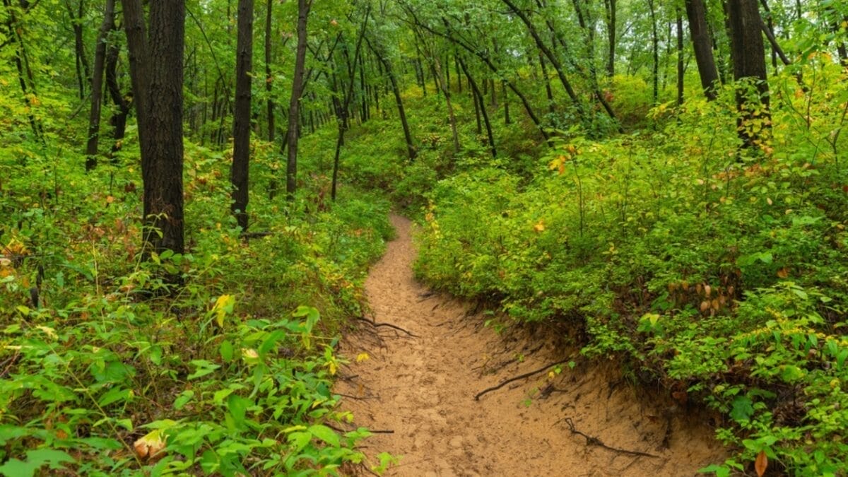 35 Dog Walking Trails That Prove USA Is a Dog's Paradise - cowles bog trail ss2058305792