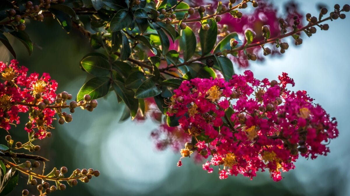 15 Pink Flowering Trees to Add a Splash of Color to Your Garden - crape myrtle flower dp207332936