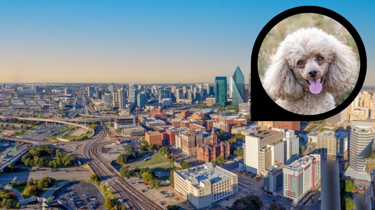 15 American Cities With the Cutest Dogs - dallas texas ss2417723431 dp670981148