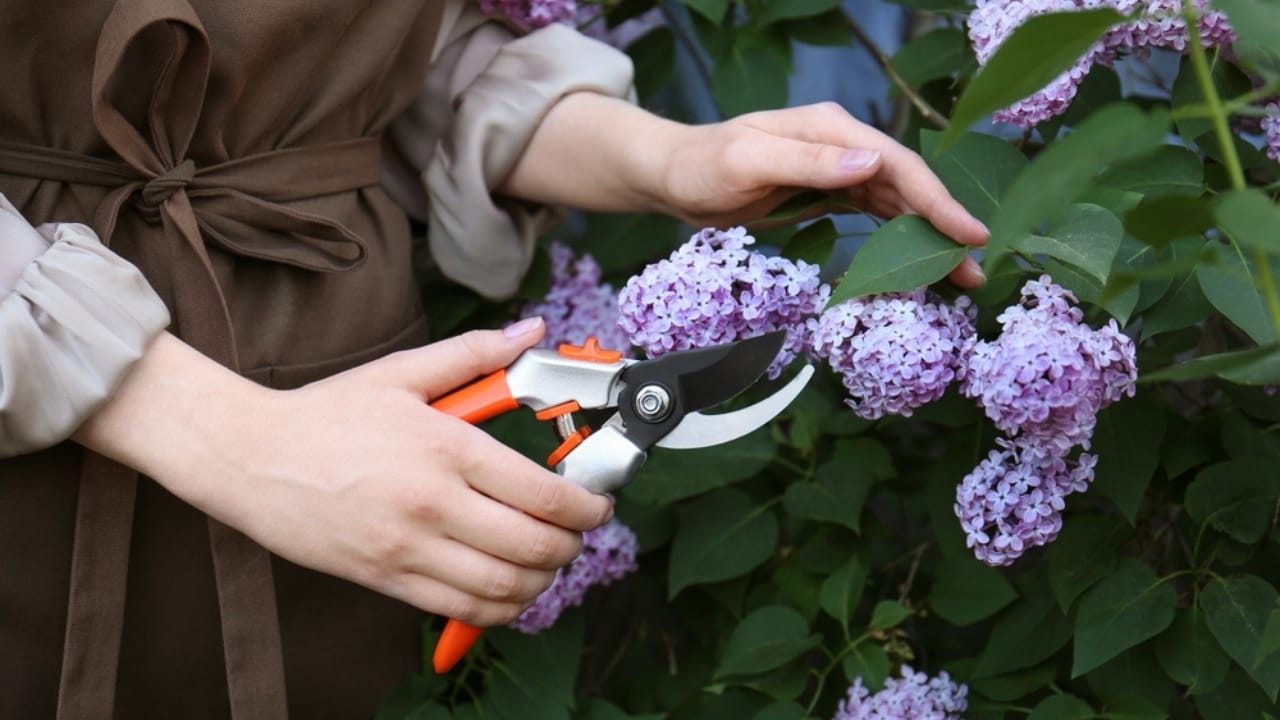 15 of the Best Cut & Come Again Flowers for Continuous Blooms - deadheading flowers ss2339191483