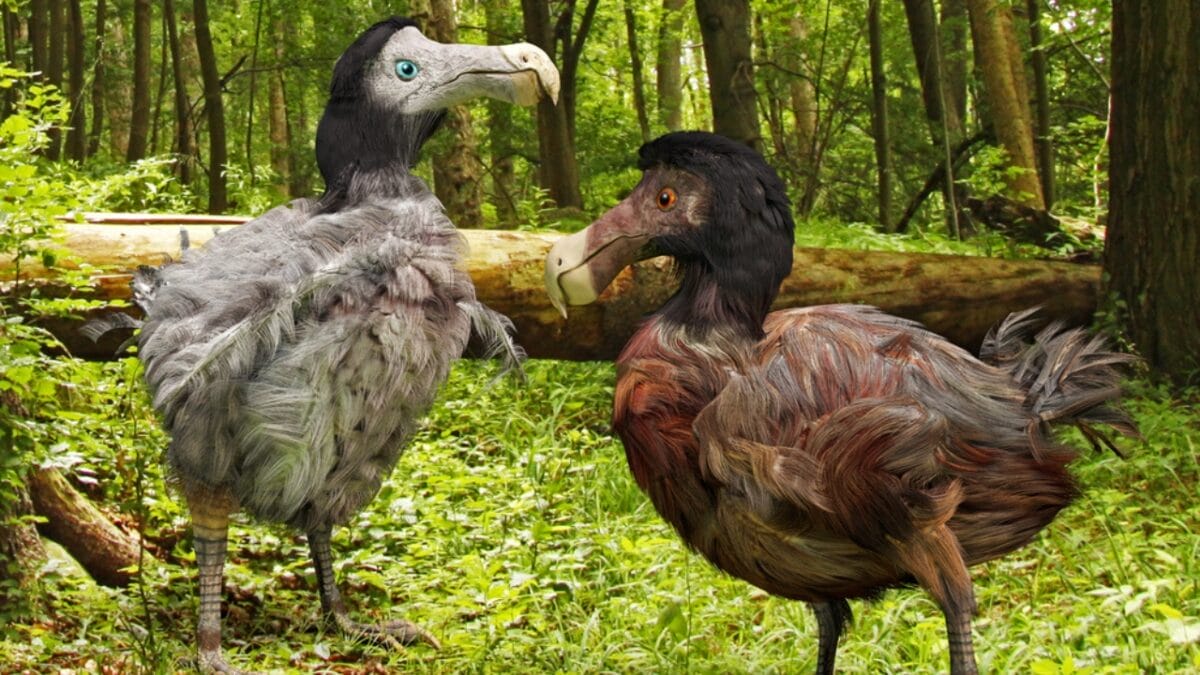 The Lazarus Effect: Could These 15 Extinct Creatures Walk the Earth Again? - dodo bird dp80089168