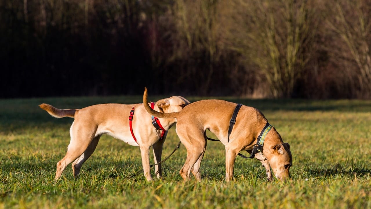 12 strange dog behaviors explained by science