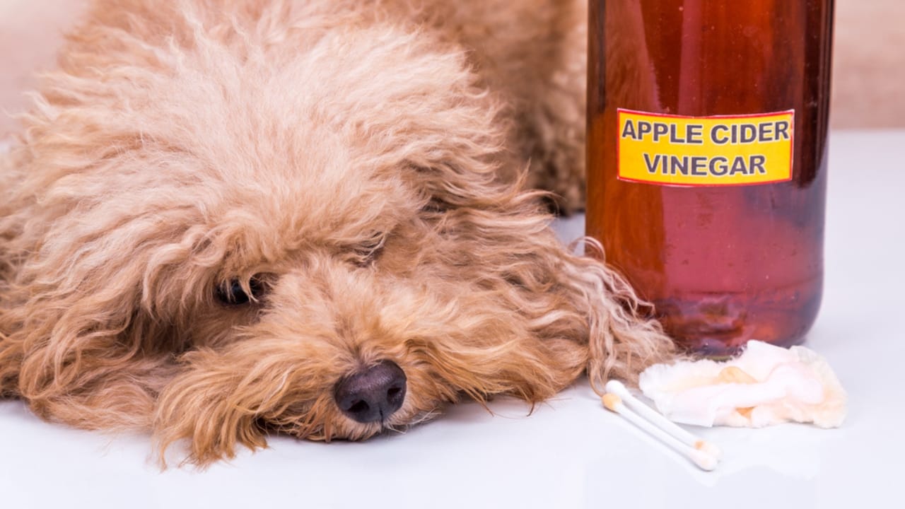 Relieve Your Dog's Itching With These 10 Easy, Natural Home Remedies