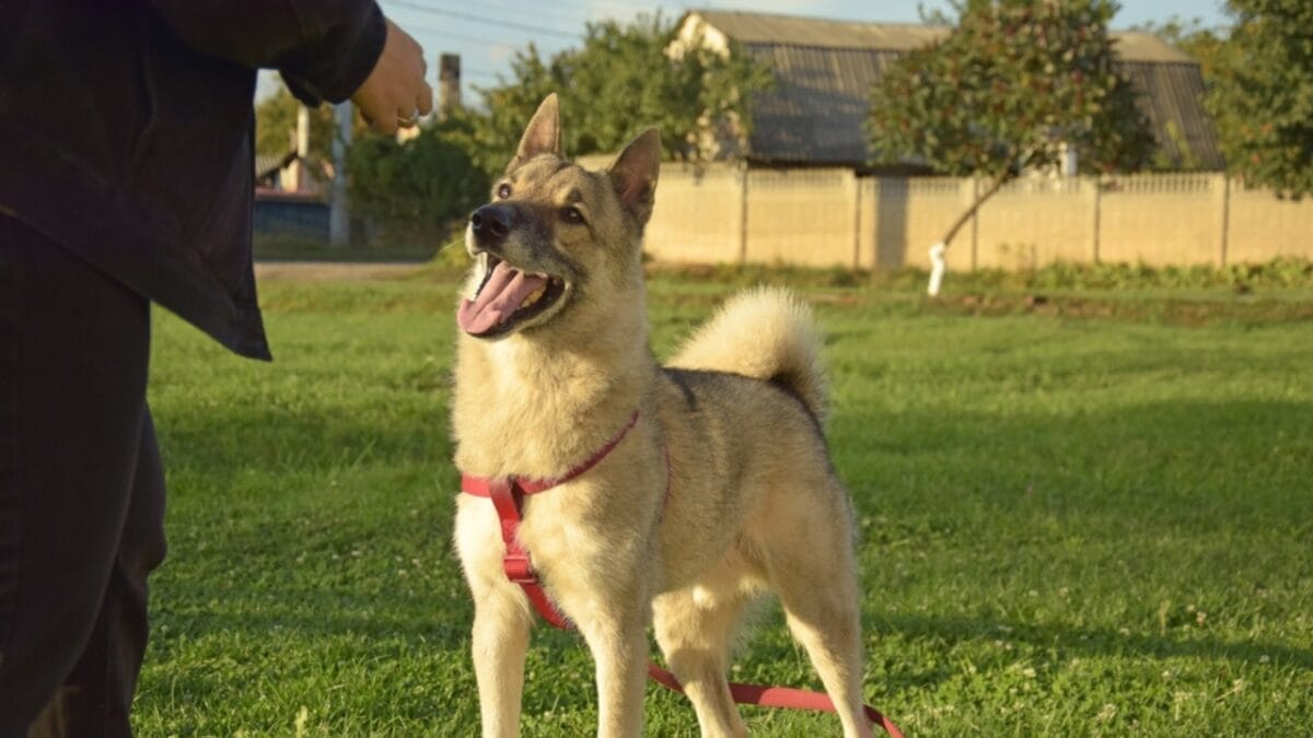 15 Dog Training Pitfalls to Avoid for a Better Bond with Your Pet - dog clicker training ss2220125641