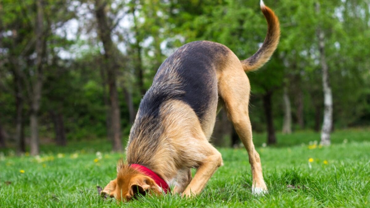 5 DIY Backyard Ideas to Create the Ultimate Dog-Friendly Space - dog digging ss1372642154