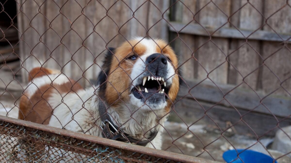 15 Dog Behaviors You’re Probably Misunderstanding - dog in shelter aggressive dp69200635