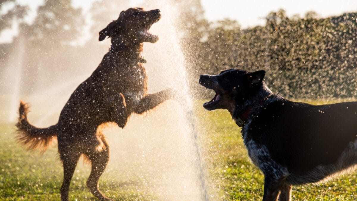 5 DIY Backyard Ideas to Create the Ultimate Dog-Friendly Space - dog playing water ss1248023188