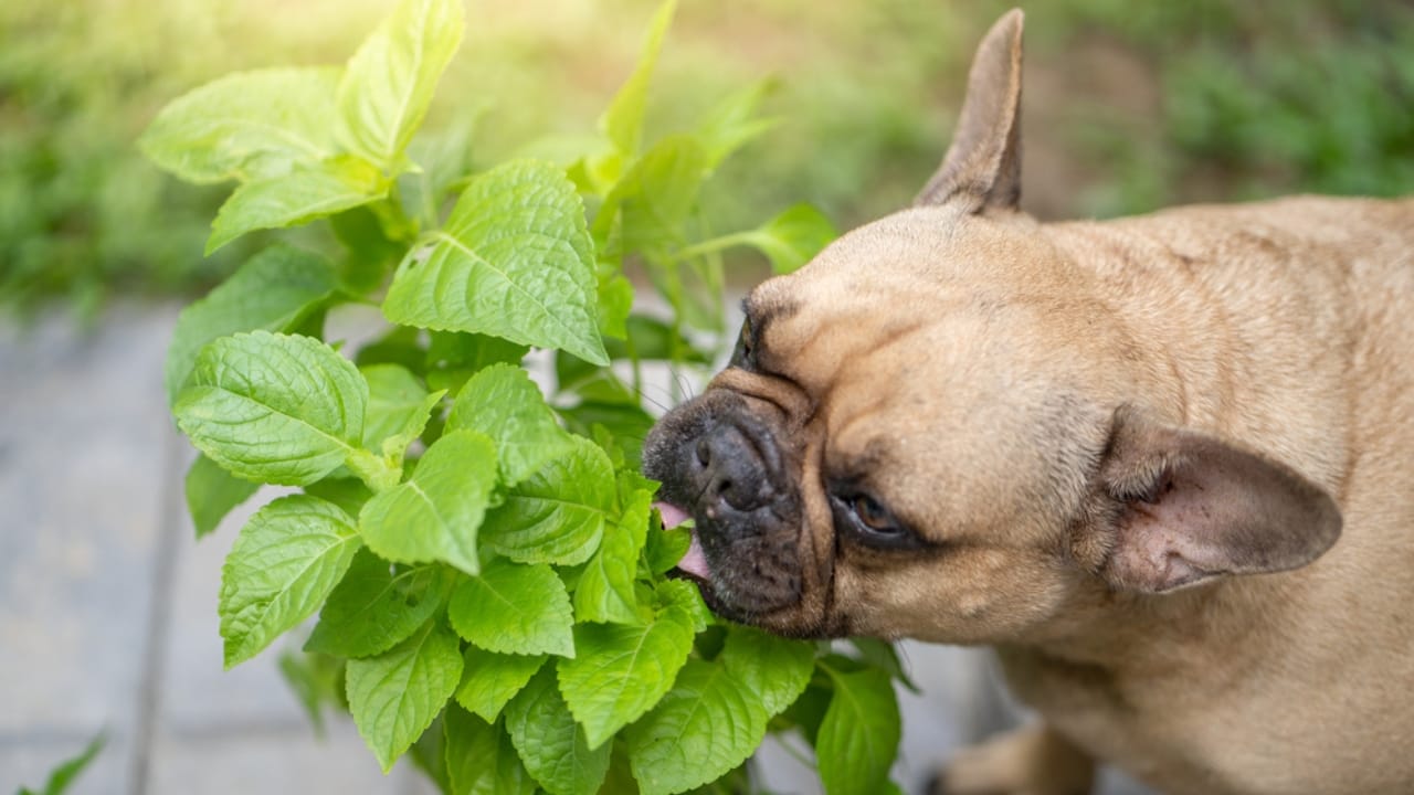 10 Healthy & Healing Herbs That are Good for Dogs - dog smelling plant ss2004766145