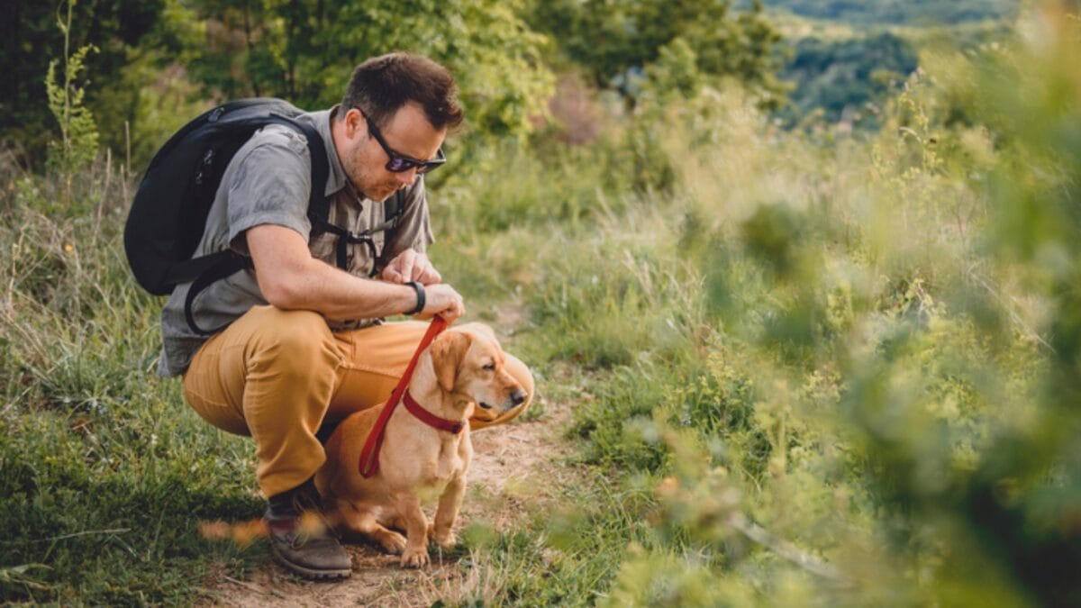 Paws on Trails: 7 Tips for Hiking with Your Dog - dog trail dp170093550