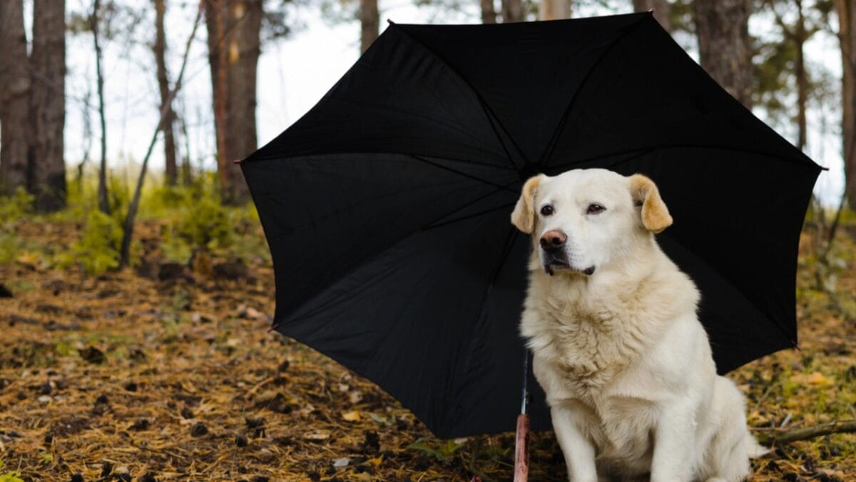 Paws on Trails: 7 Tips for Hiking with Your Dog - dog umbrella dp169665718
