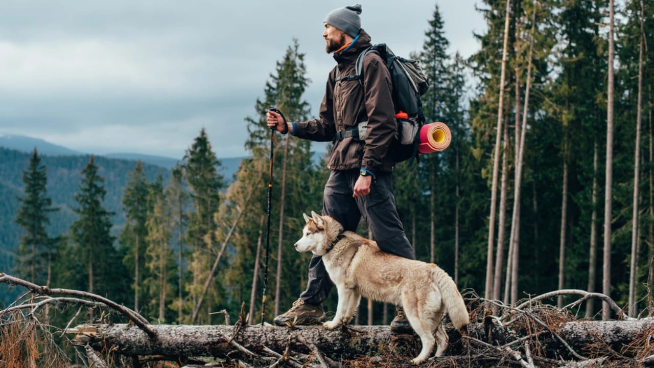 Paws on Trails: 7 Tips for Hiking with Your Dog - dog with owner mountain dp100103638