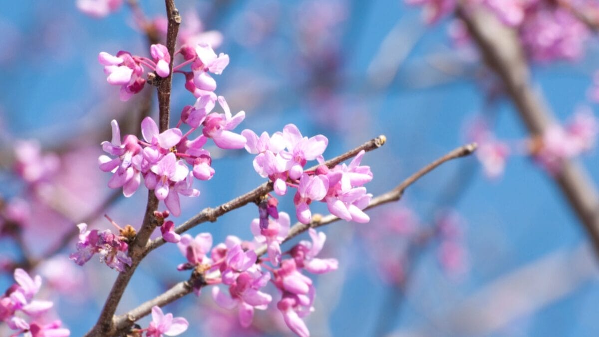 15 Pink Flowering Trees to Add a Splash of Color to Your Garden - eastern redbud flower dp5559757