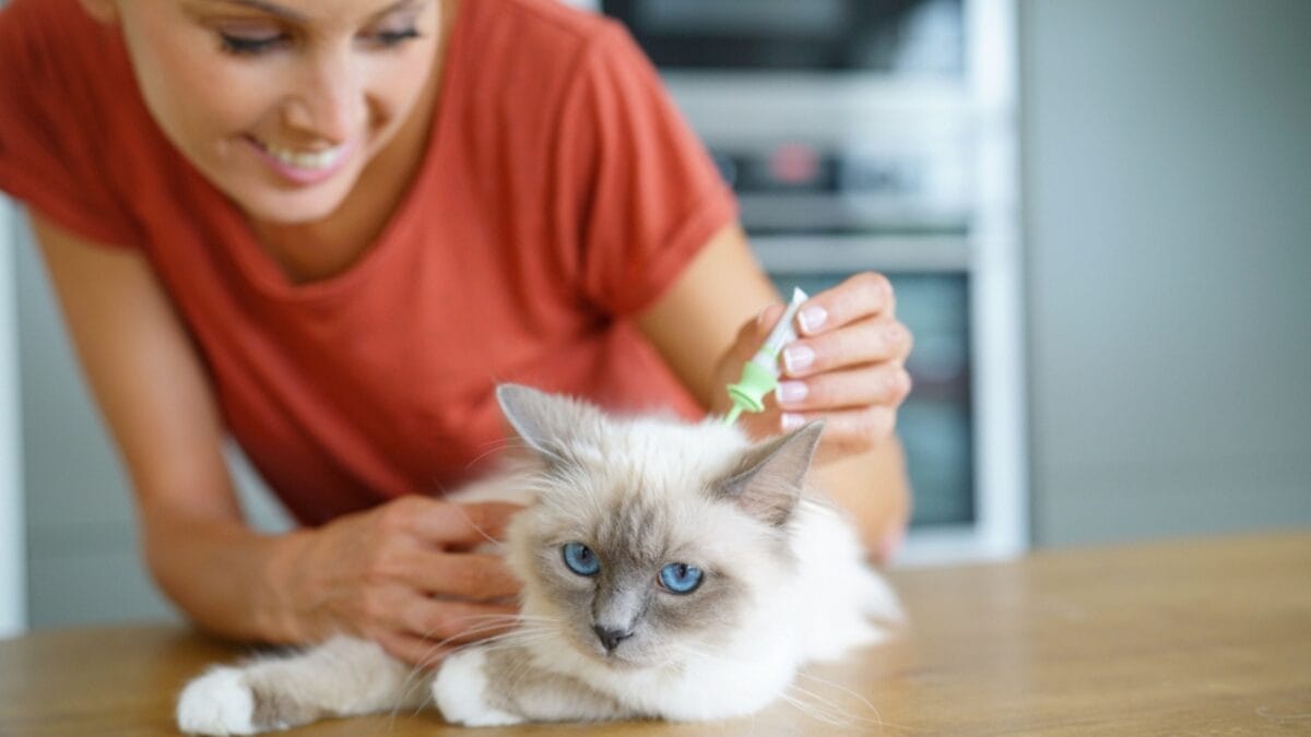 15 Ways to Calm Your Cat's Itchy & Irritated Skin - flea control dp158941010