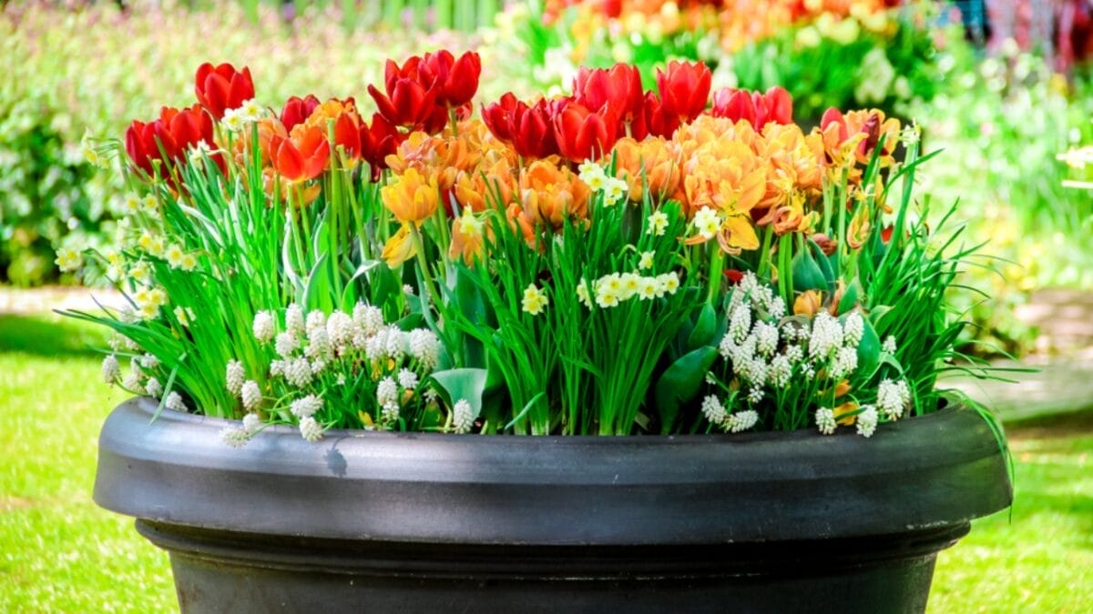 Say Goodbye to Garden Chores with These 20 Maintenance-Free Front Yard Ideas  - flowers in pot ss1030218667