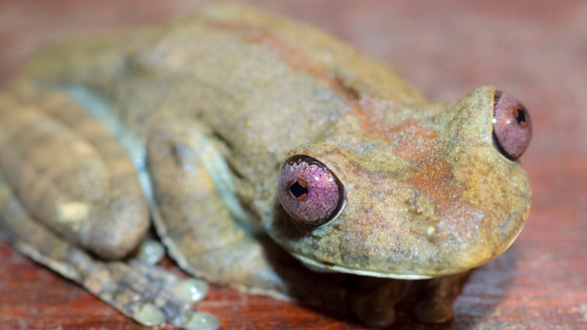 The Lazarus Effect: Could These 15 Extinct Creatures Walk the Earth Again? - gastric brooding frog dp88527938