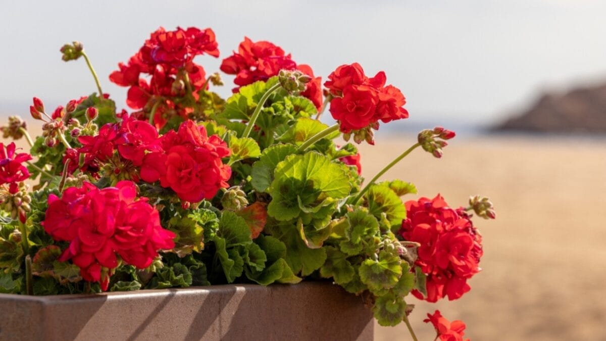 30 Plants That Invite Good Luck Right at Your Front Door - geranium ss2293879641