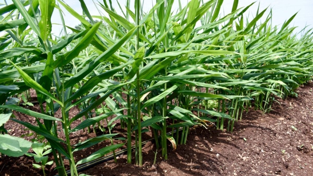 15 Plants Perfect for Starting Your Homegrown Tea Garden - ginger ss2041941146