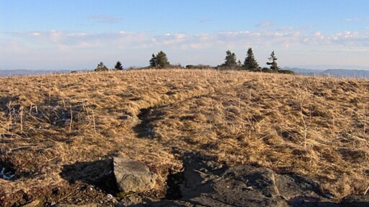 35 Dog Walking Trails That Prove USA Is a Dog's Paradise - grassy ridge bald wc