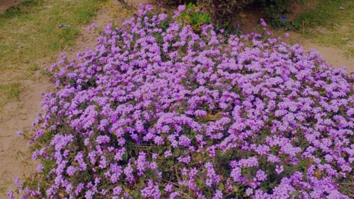 Say Goodbye to Garden Chores with These 20 Maintenance-Free Front Yard Ideas  - groundcover plant ss2468285133
