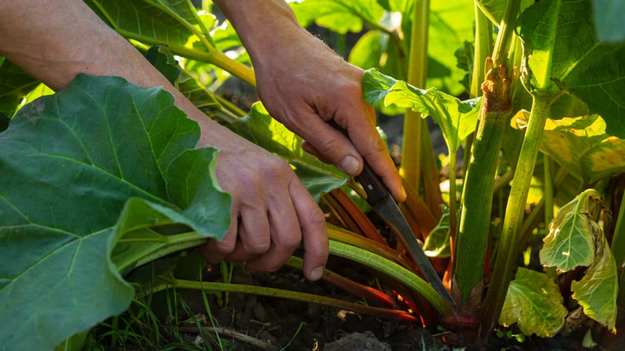 Rhubarb: An Ancient Herb Worth Growing – Here's How to Do It