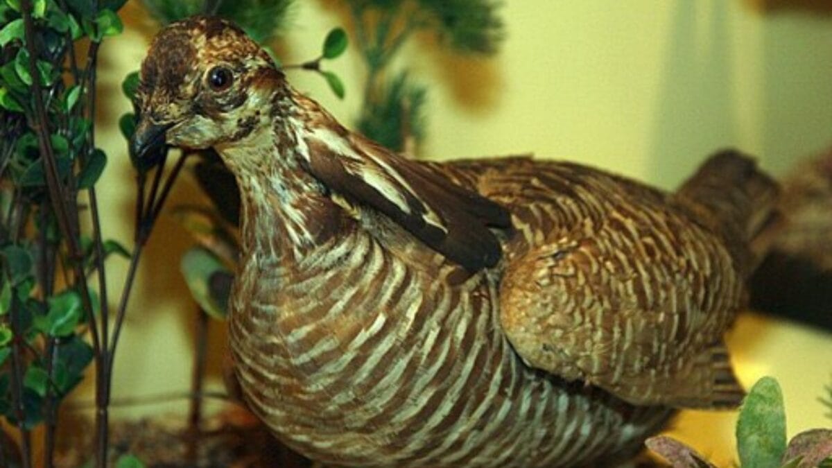 The Lazarus Effect: Could These 15 Extinct Creatures Walk the Earth Again? - heath hen wc