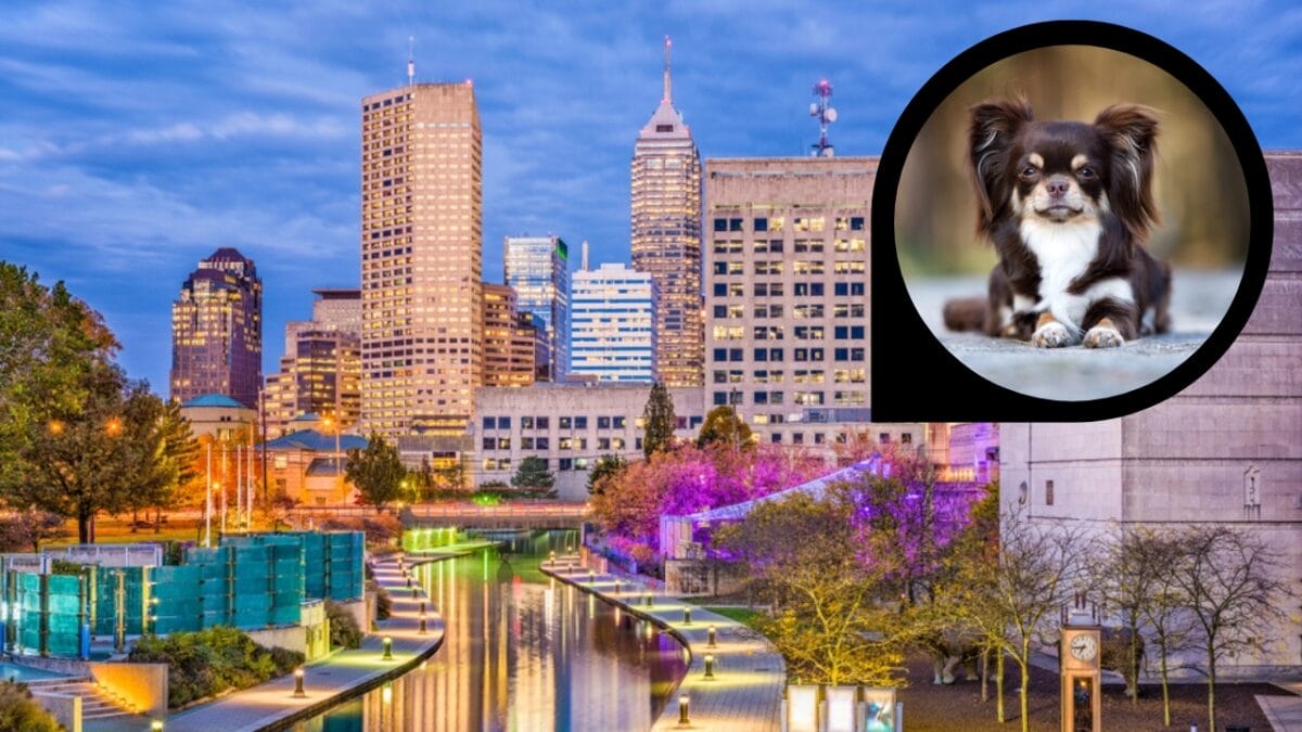 15 American Cities With the Cutest Dogs - indianapolis indiana ss1007807809 dp320872182