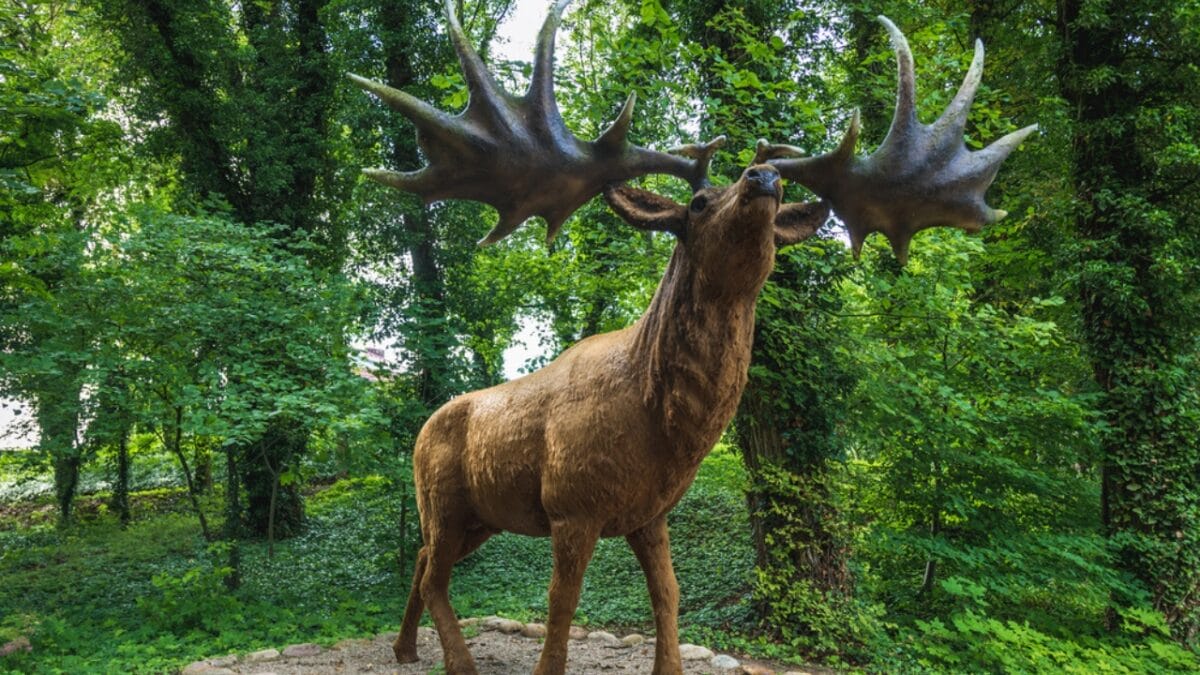 The Lazarus Effect: Could These 15 Extinct Creatures Walk the Earth Again? - irish elk dp592165972