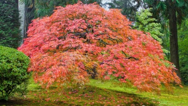 Small, Drought-Tolerant Trees: 15 Non-Invasive Picks for Your Yard