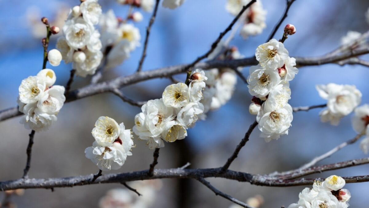 15 Pink Flowering Trees to Add a Splash of Color to Your Garden - japanese apricot flower ss2434133679