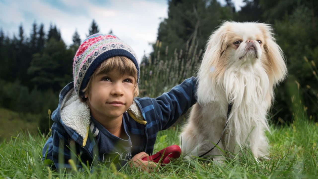 26 Dog Breeds Who Believe Aggression Is Simply Overrated - japanese chin dog with owner ss318425339