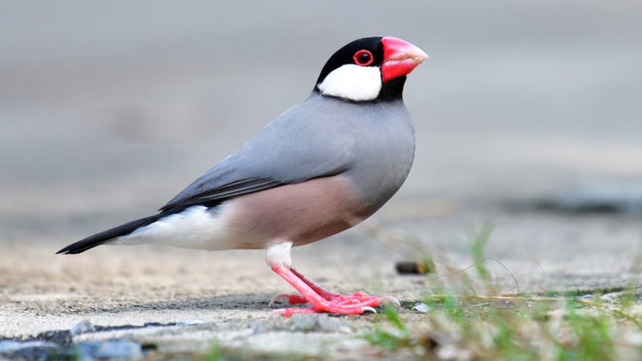 The Most Colorful & Beautiful Types of Finches