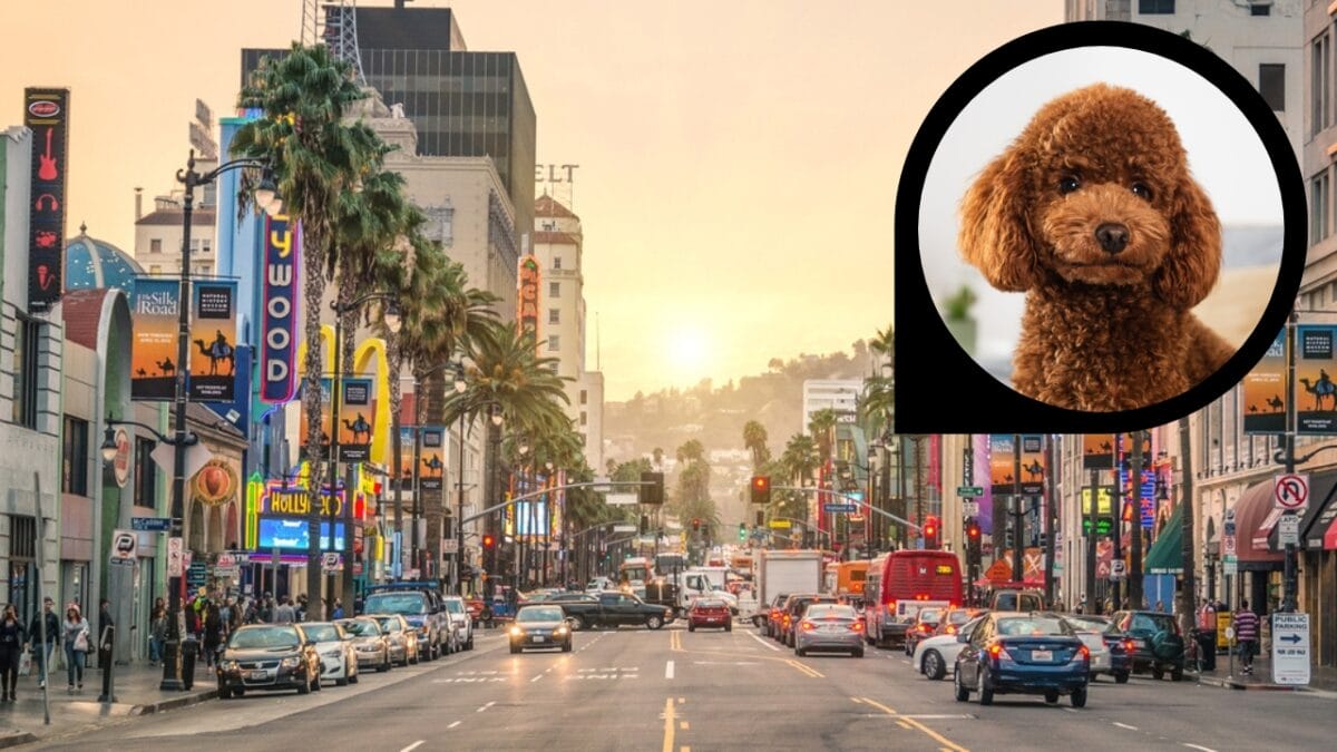 15 American Cities With the Cutest Dogs - los angeles california ss186048416 dp541346218