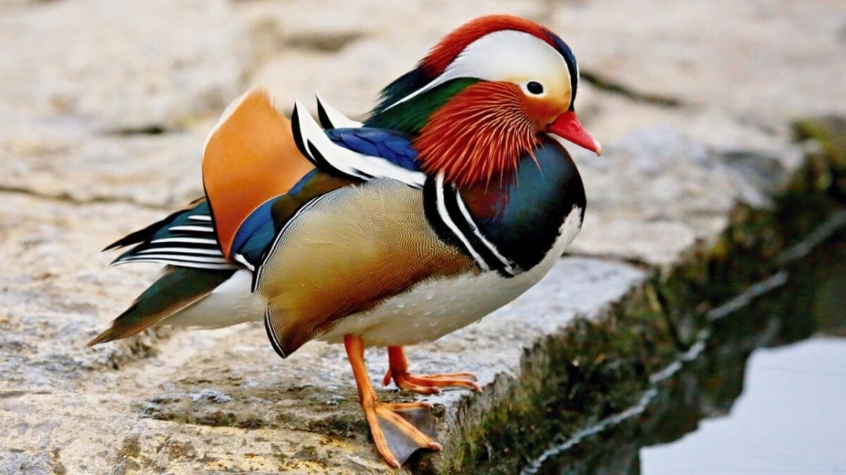 12 of the Most Beautiful Animals in the World - mandarin duck ss752240866